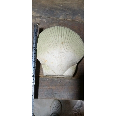 宋代官窑开片玄纹瓶_青白瓷/影青瓷_提莫收藏行【7788旧书网】