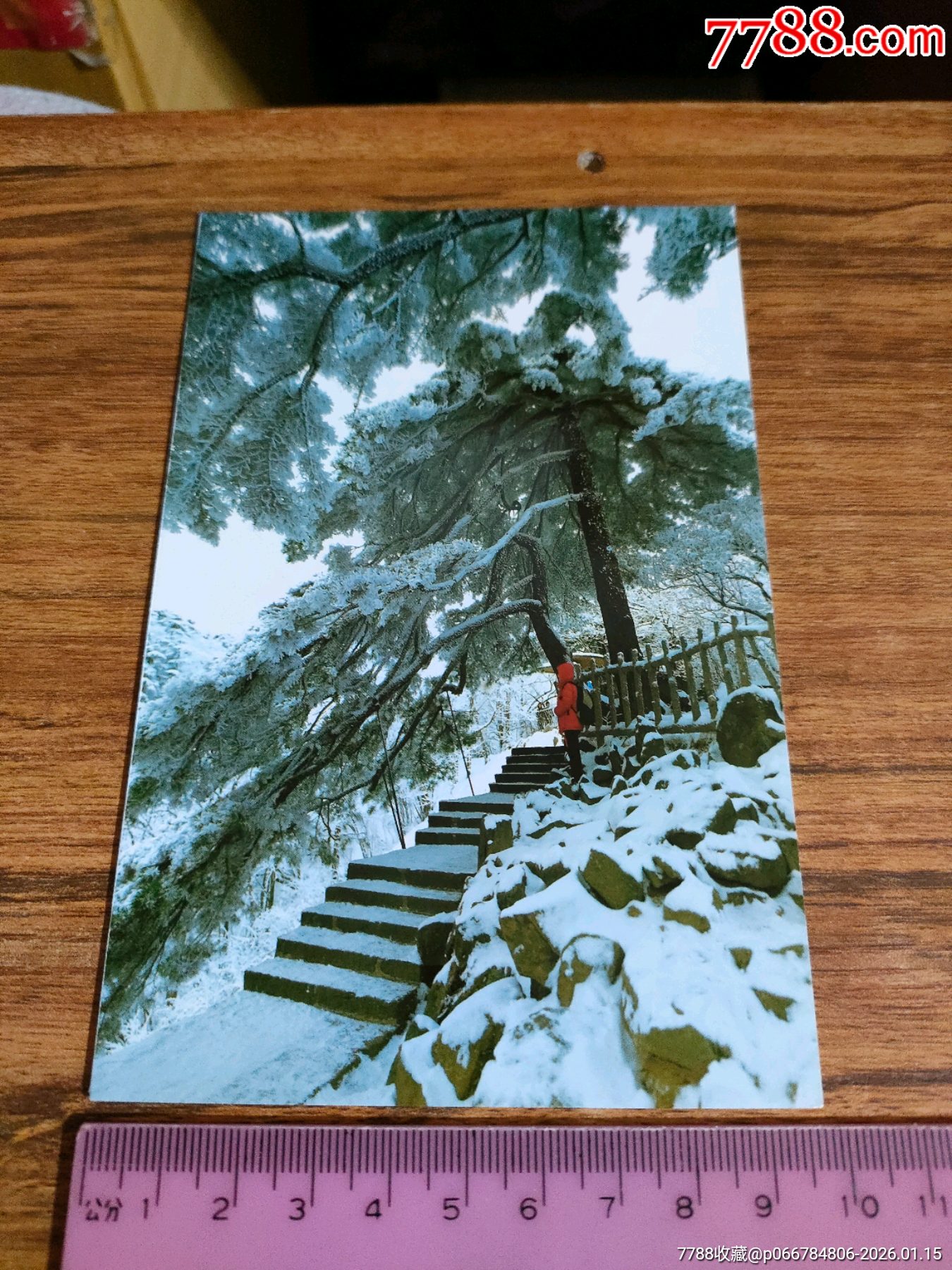 明信片:中国黄山——竖琴松-价格:1元-se110325481-明信片/邮资片-零售-7788收藏__收藏热线