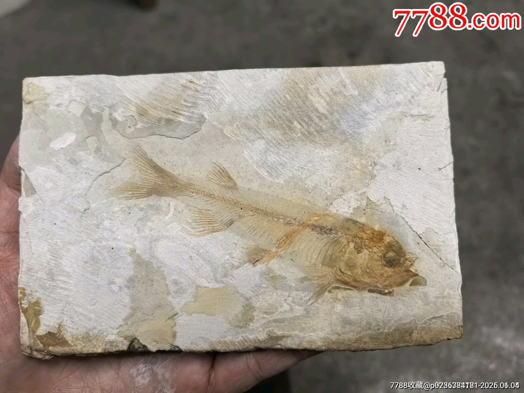 鱼化石-动植物化石-7788搪瓷收藏