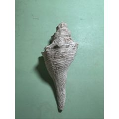 天然大海螺法螺_天然海螺_文记杂架【7788旧书网】