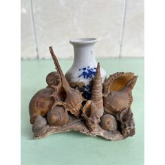 海螺贝壳收藏：草莓钟螺_天然海螺_胖公鸡音像店【7788红宝书】